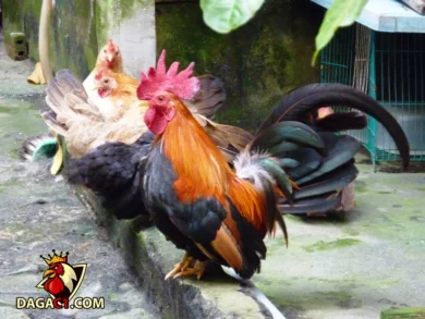 Gà Thái được nuôi như thế nào? Có khó không?