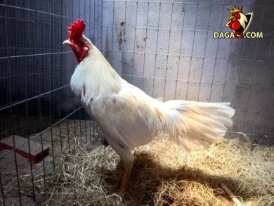 Nguồn gốc gà Thái