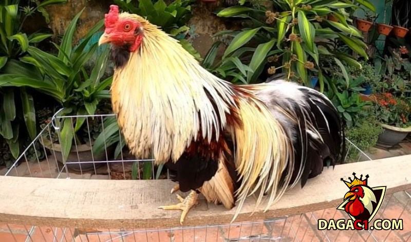 Đặc Điểm Nên Tránh Khi Chọn Gà Tre Tân Châu