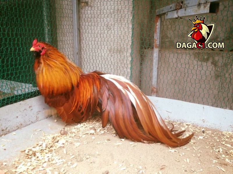 Đặc Điểm Của Giống Gà Tre Tân Châu