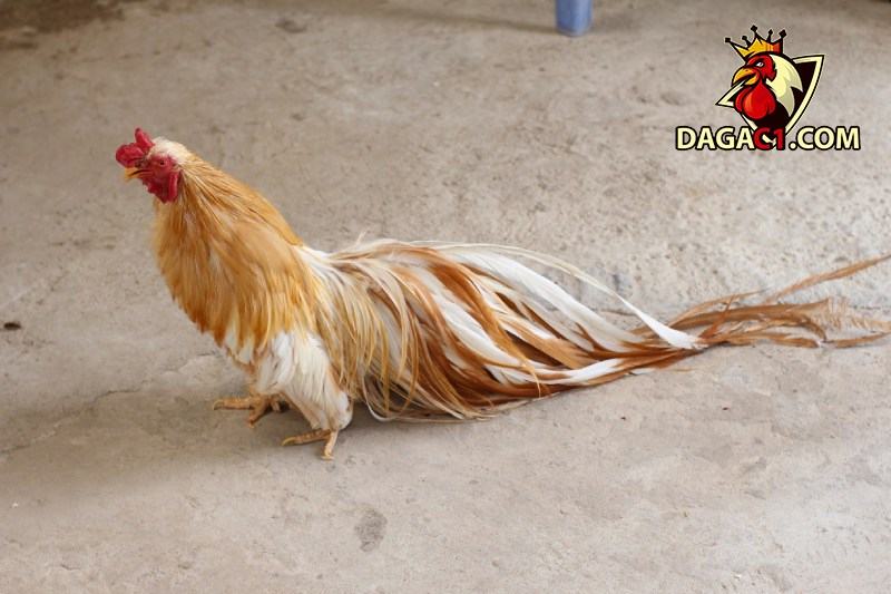 Cách chăm nuôi Gà Tre Tân Châu Đuôi Dài Tốt