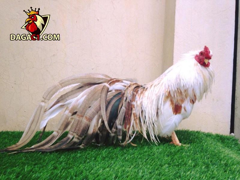 Cách chọn gà tre Tân Châu chuẩn đuôi dài và đẹp