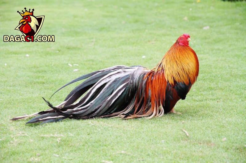 Các căn Bệnh Thường Gặp Ở Gà Tre Tân Châu