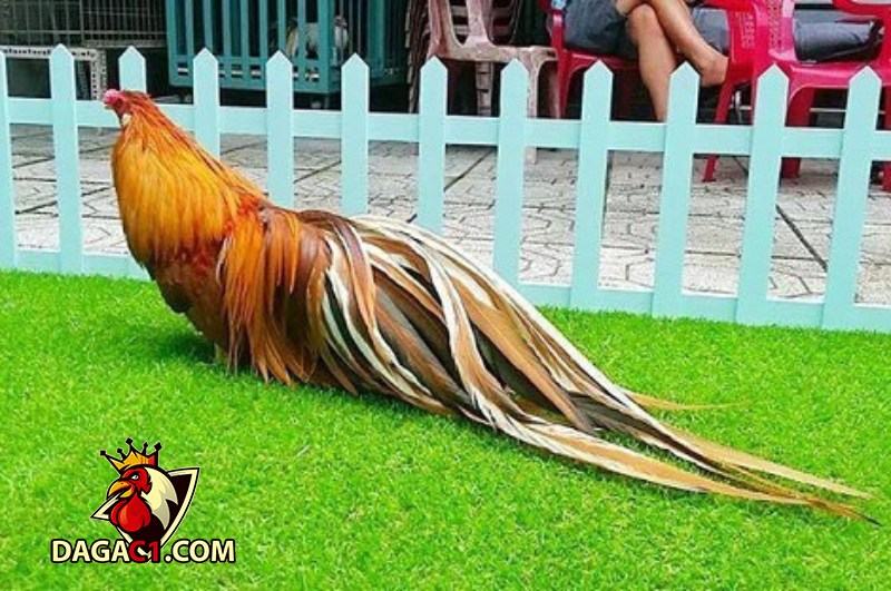 Tìm hiểu về gà Tre Tân Châu