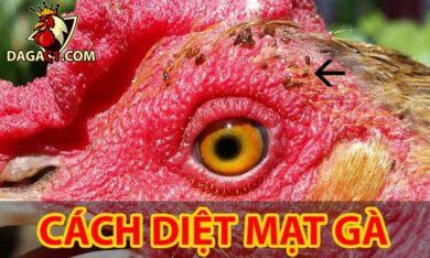 Cách diệt mạt gà hiệu quả nhất