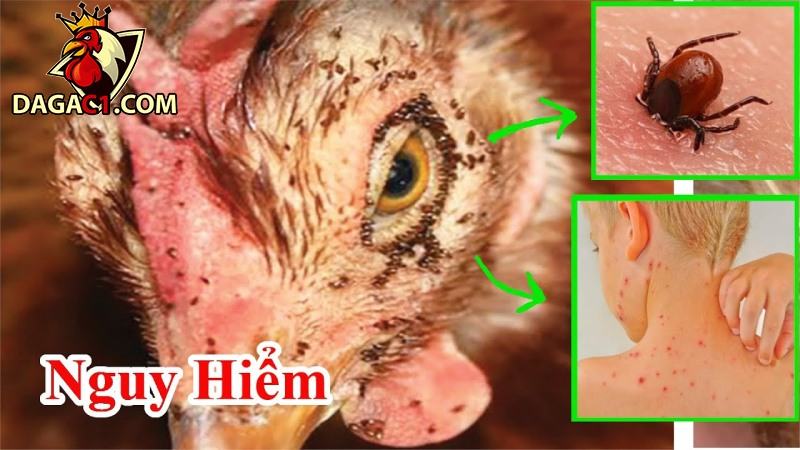 Bệnh mạt gà thường ở khu vực nào?