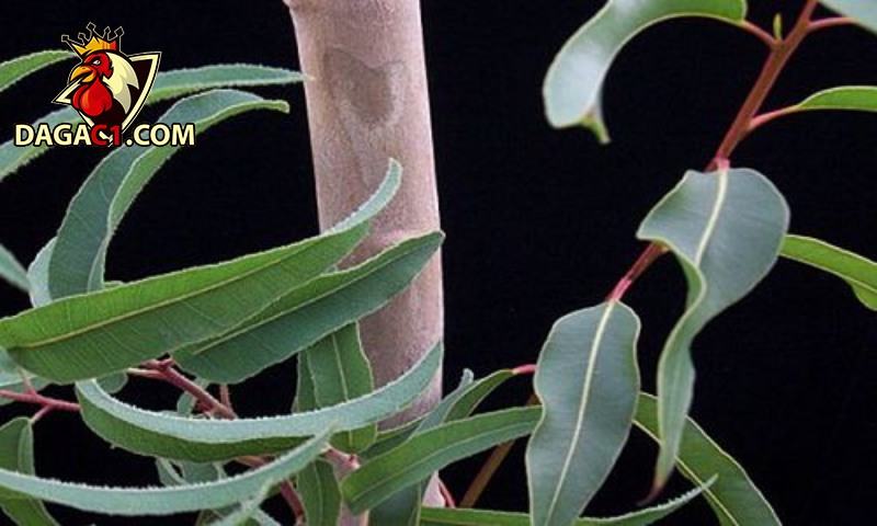 Dùng Lá Bạch Đàn, Lá Xoan