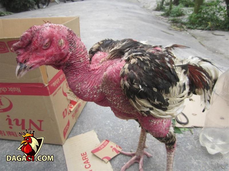 Tìm hiểu gà bị té gió là gì?