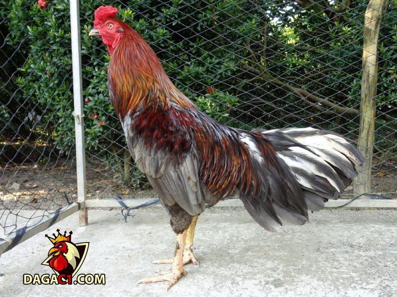 Cách chữa chân khi gà gặp nhiều vấn đề sức khỏe