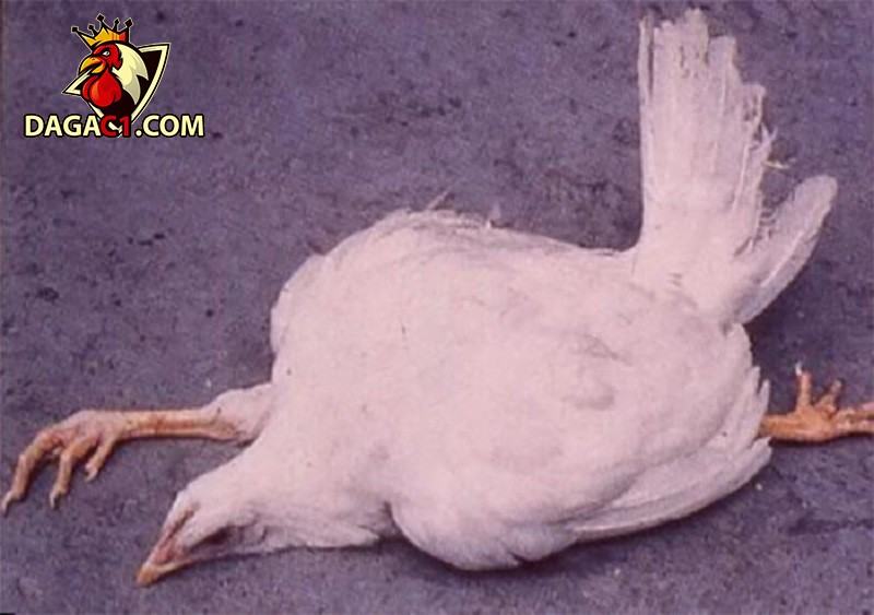 Nguyên nhân khiến gà bị té gió