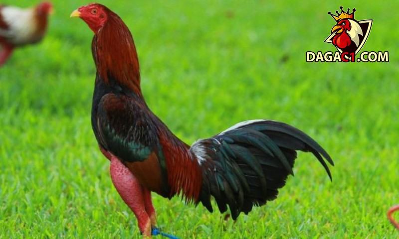 Đặc điểm lối đá săn đầu