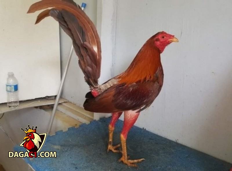 Giá bán gà chọi Cuban có đắt không?