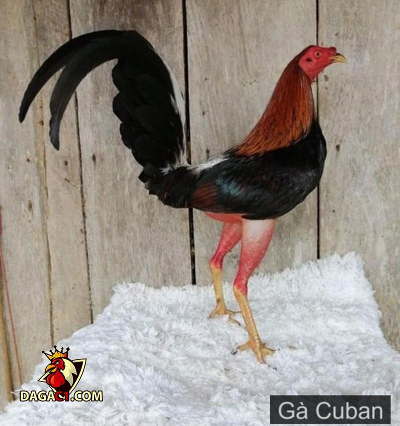 Cách chữa chân cho gà đá bị lậu đế