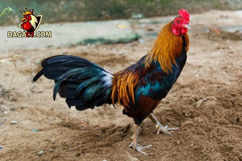 Nhốt gà và điều kiện môi trường sống