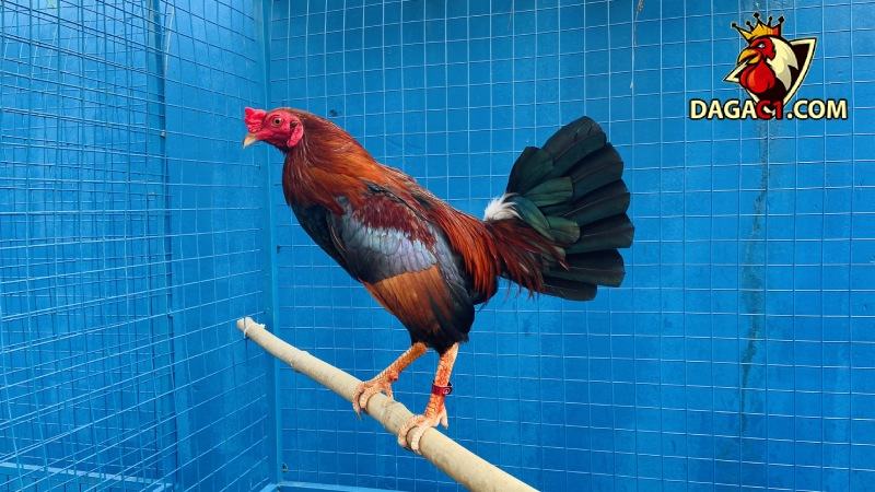Bới – Bài tập hữu ích trong quá trình biệt dưỡng gà đá