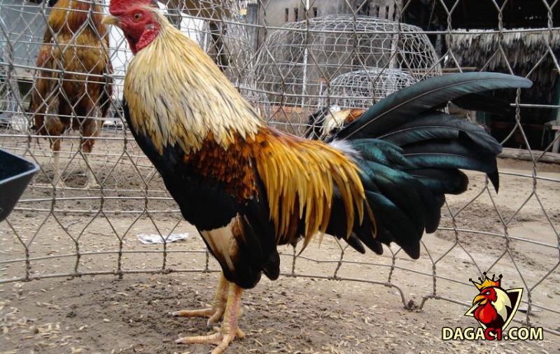 Cách chăm sóc gà tre đúng chuẩn