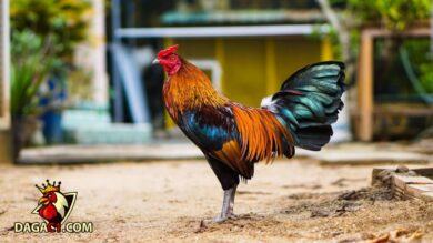 Tính cách và hành vi của gà tre