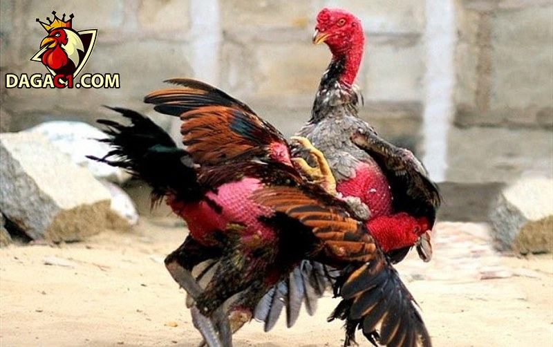 Kinh nghiệm mua bán gà chọi Phú Yên