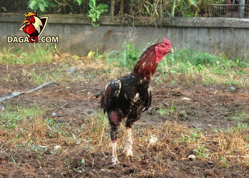 Địa điểm mua bán gà chọi Phú Yên chất lượng