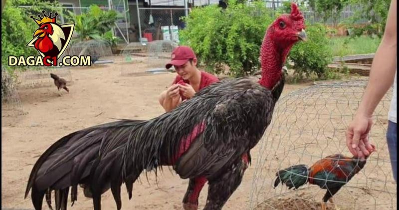 Đặc điểm nổi bật của dòng gà chọi Phú Yên