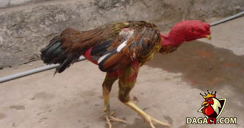 Hạn chế tập luyện