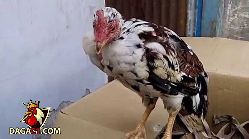 Gà bị ốm trong là gì?