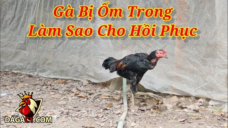 Cách chữa gà bị ốm trong nhanh chóng nhất