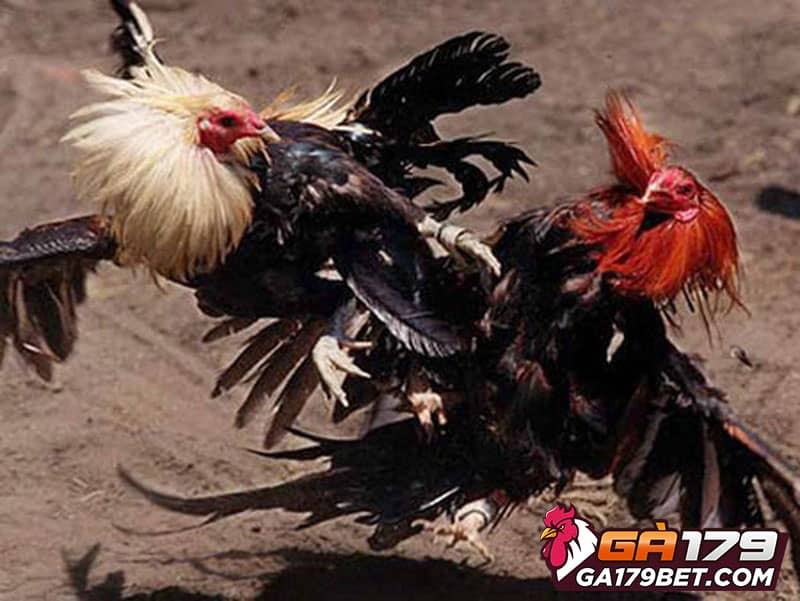 Định kỳ kiểm tra và tẩy cựa là bước quan trọng để chiến kê khỏe mạnh