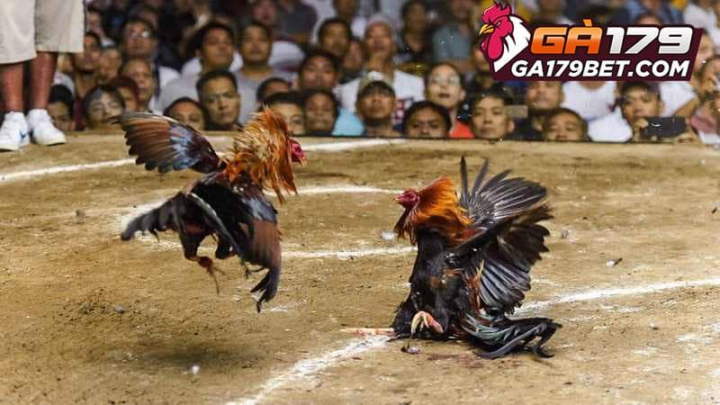 Tạo môi trường sạch sẽ cho gà phục hồi tốt