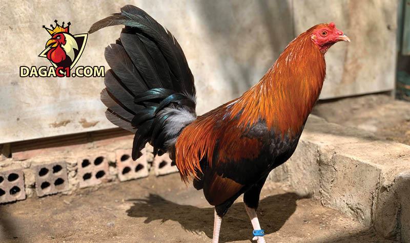 Quan sát cách di chuyển của gà để biết tình trạng của gà