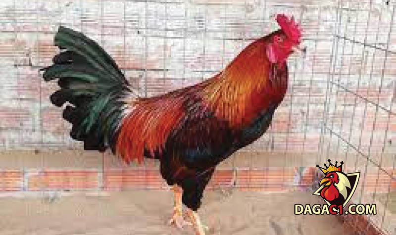 Quản lý môi trường sống, phòng cho gà đá ra sao?
