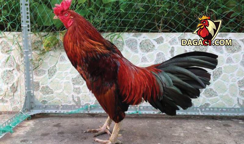 Quan sát cách di chuyển của gà để biết tình trạng của gà