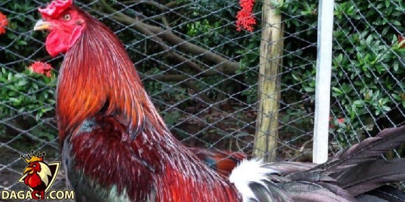 Chăm lông gà đá toàn diện