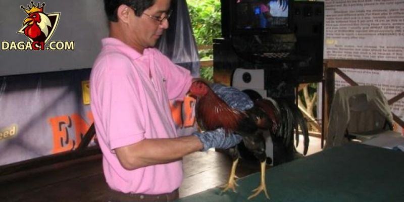 Dưỡng tâm và dưỡng thể cho gà đá