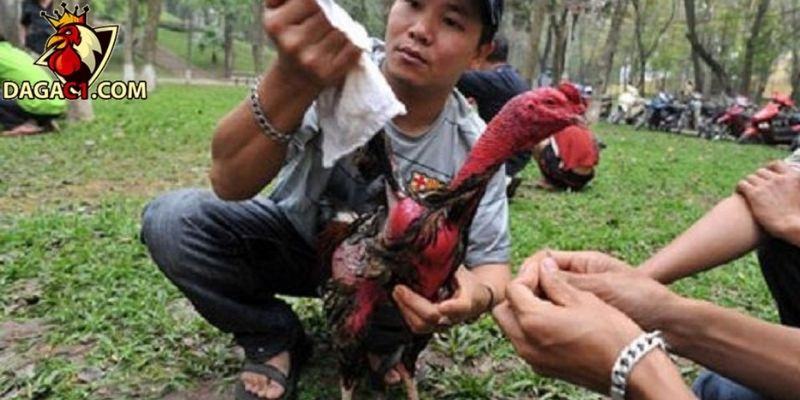 Lưu ý về đánh tay và om bóp cho gà