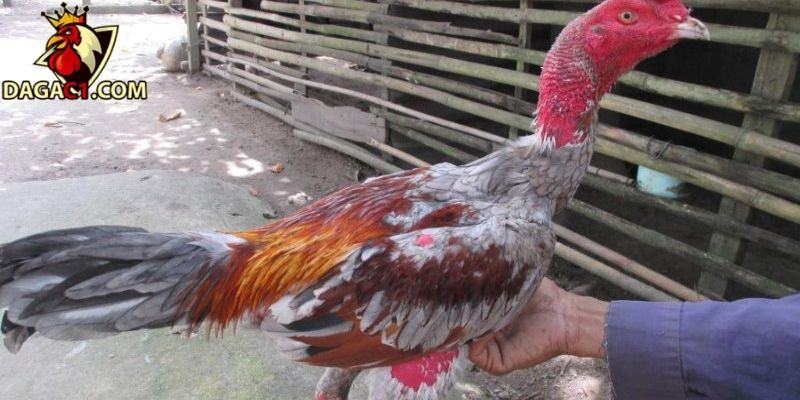 Chia nhỏ bữa ăn cho đều đặn