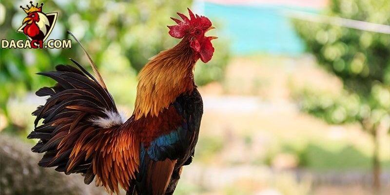 Những dấu hiệu nhận biết gà đá thay lông