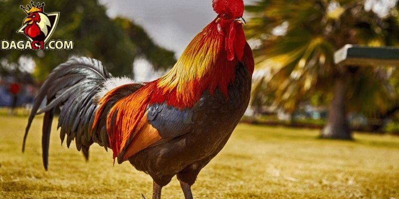 Tại sao gà đá phải thay lông