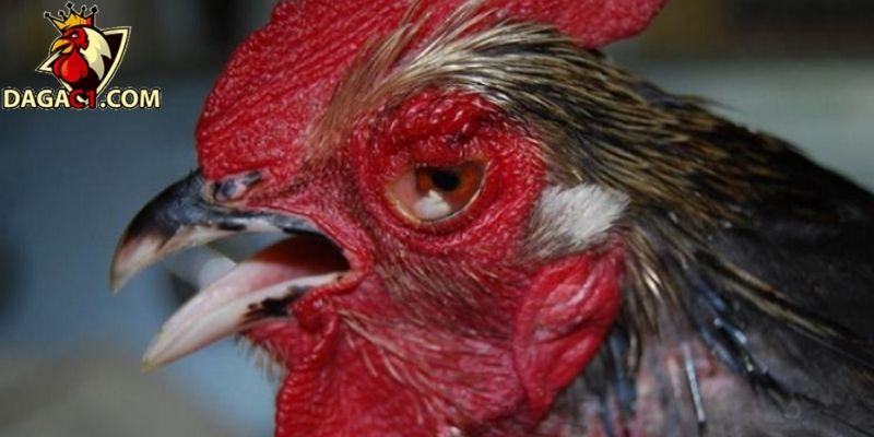 Tình trạng chấn thương do lưỡi dao trực tiếp đâm vào chiến kê