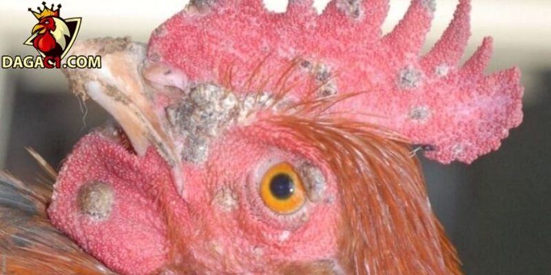 Những tình trạng dẫn đến chấn thương mắt gà đá phổ biến