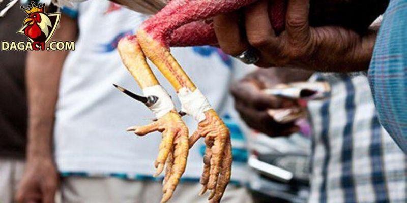 Gà bị dính cựa và cách xử lý hiệu quả, nhanh chóng nhất