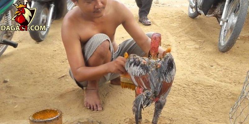 Chăm sóc gà chọi sau trận đấu là yếu tố quyết định thành công