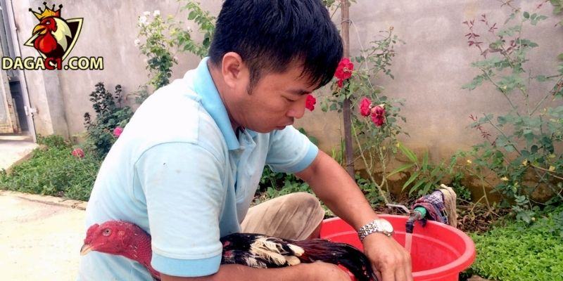 Tiến hành làm mềm cắt khi gà bị dính cựa
