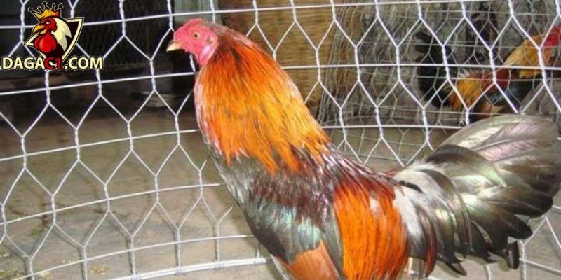 Sử dụng chất kháng khuẩn để giảm viêm vết thương