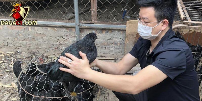 Gà bị dính cựa và cách xử lý hiệu quả, nhanh chóng nhất