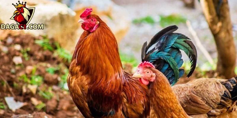 Tắm nắng và thư giãn cho gà sau đá