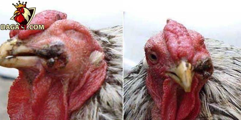 Cách chăm sóc khi bị chấn thương mắt gà đá nên biết