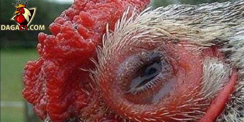 Những tình trạng dẫn đến chấn thương mắt gà đá phổ biến