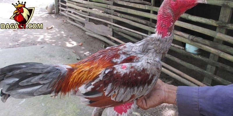 Định kỳ kiểm tra và tẩy cựa là bước quan trọng để chiến kê khỏe mạnh