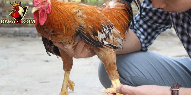 Gà dính cựa phải được chăm sóc cẩn thận